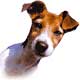 Pawsitive Training Dog Logo